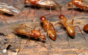 Carpenter Ants - Camponotus castaneus
