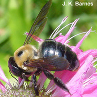 carpenter bee on a flower