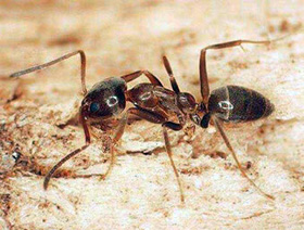 Agentine ant worker