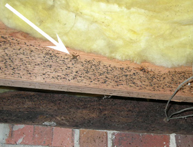 camel cricket on joist covered with cricket feces.