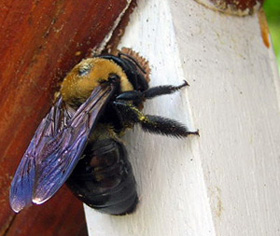 carpenter bee nest hole in porch rail; feces on ballister