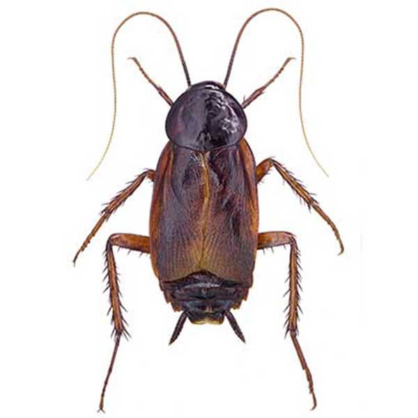 Oriental Roach 2