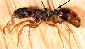 pavement ant (Penn State University)