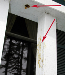 porch drilled by carpenter bees and showing bee fecal smears
