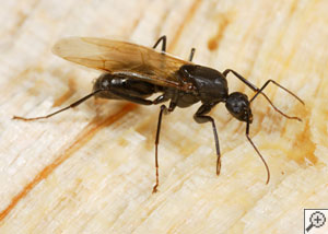 Closeup of a carpenter ant breeder in Havelock, North Carolina